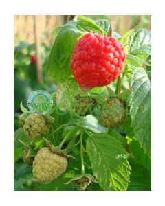 LAMPONE RIFIORENTE GOLDEN BLISS GIALLO